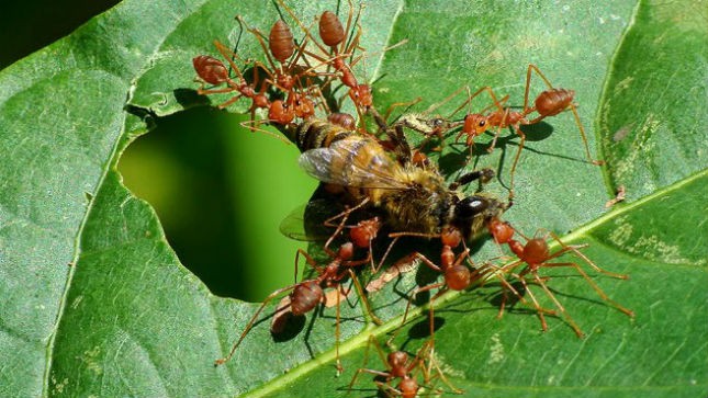 Loài kiến Don theo ông Chạy có thể chữa khỏi bệnh mụn cóc