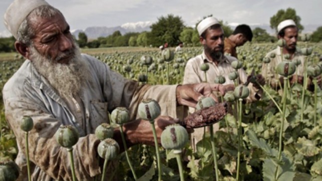 Mỹ thất bại trong cuộc chiến chống ma túy tại Afghanistan