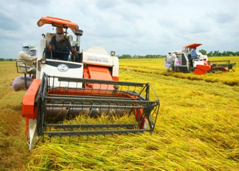 Các Sở Nông nghiệp và Phát triển nông thôn địa phương, VFA và Cục Trồng trọt sẽ cùng phối hợp sản xuất và xuất khẩu gạo