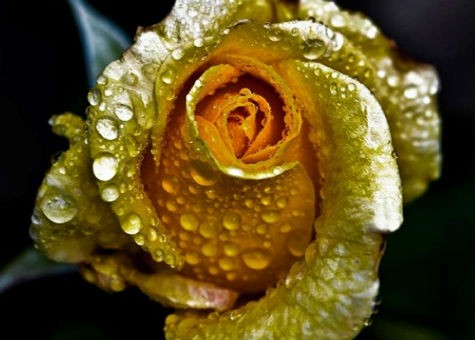 Hoa hồng dát vàng