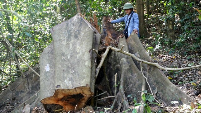 Gốc sú đường kính khoảng 1,2m bị “lâm tặc” triệt hạ trong rừng cộng đồng bản Phú Minh