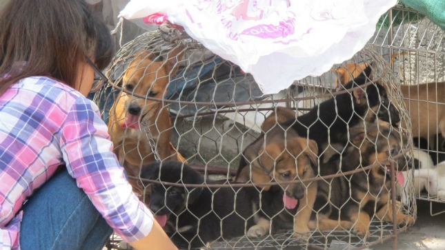 Những chú chó cảnh ''đội lốt'' chó Nhật được nhốt trong lồng tại một cửa hàng trước chợ Mơ tạm trên đường Kim Ngưu