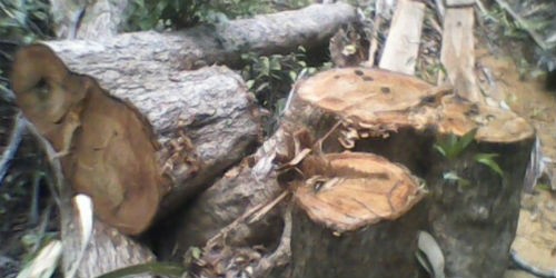 Một cây gỗ tại khu vực rừng phòng hộ đầu nguồn hồ Núi Một bị lâm tặc triệt hạ tận gốc