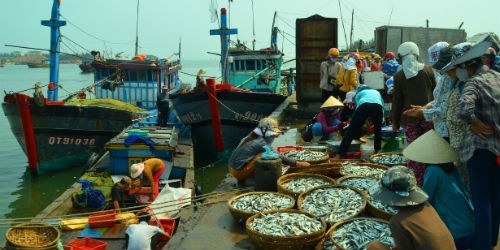 Những mẻ cá về cảng Cửa Việt
