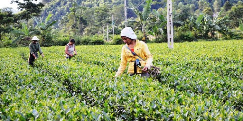 Cty CP Chè Hà Tĩnh là đầu mối duy nhất thu mua chè của nông dân trồng chè ở Hương Sơn