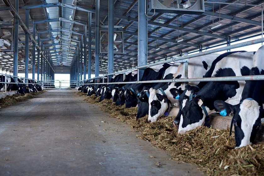 Vinamilk: Chủ lực trong thu mua sữa nguyên liệu