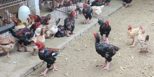 Trang trại gà của anh Thắng ở xóm Đoàn Kết, xã Đông Tảo