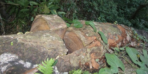 Một cây gỗ nghiến có đường kính hơn mét, có tuổi đời vài trăm năm có thể bị hạ xuống trong vòng 20 phút