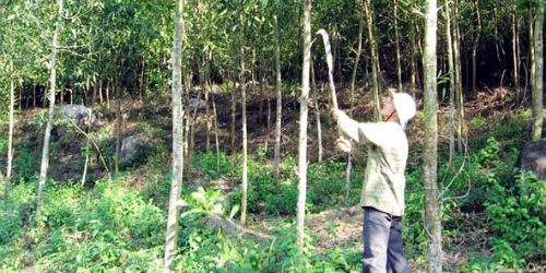 Người dân cần cảnh giác trước những lời mời dự án trồng rừng không thông qua cơ quan chức năng