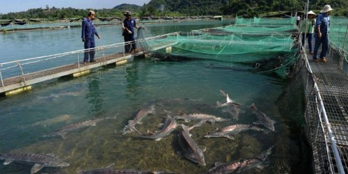 Không kiểm soát nguồn giống là nguyên nhân khiến Dự án cá nước lạnh Lâm Đồng đối mặt nguy cơ phá sản?