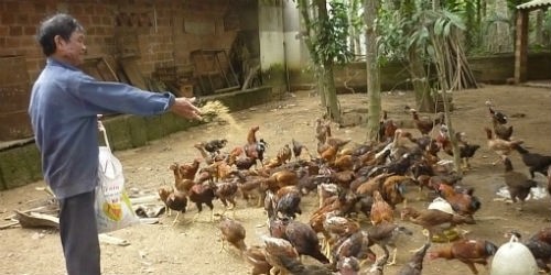 Ông Đào Duy Phúc đang chăm sóc đàn gà