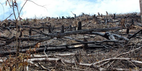 Rừng Thù Lù đang bị đốt trụi để “phủ xanh” bằng các dự án phát triển cây cao su