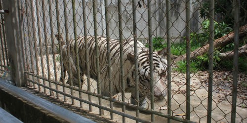 Con hổ trắng được nuôi nhốt tại Khu sinh thái Trại Bò