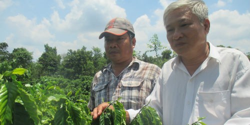 Bí thư, Trưởng ấp Đồi Rìu Hai Kiên (bên phải) thăm vườn cà phê của nông dân chuyển đổi từ cây điều vào năm 2013