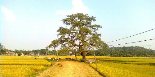 Toàn cảnh cây gạo “ma ám” ở Hương Nha
