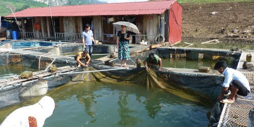 Nghề nuôi cá lồng đang từng ngày giúp người dân ở Chiềng Bằng, Quỳnh Nhai có cuộc sống sung túc hơn