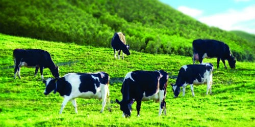 Theo các chuyên gia, chăn nuôi bò sữa là lĩnh vực cần bảo hiểm nông nghiệp bắt buộc