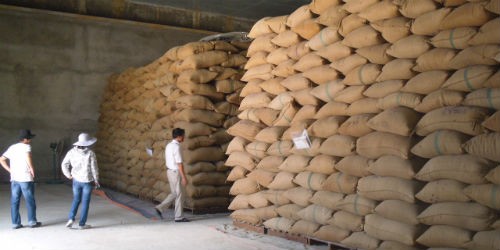 Thóc lúa dự trữ tại Chi cục Dự trữ Nhà nước Phú Yên