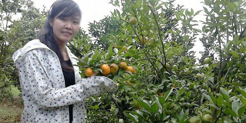 Xác định cam là cây trồng chủ lực tại địa phương, tỉnh Hòa Bình đã áp dụng nhiều tiến bộ khoa học kỹ thuật để phát triển vùng trồng