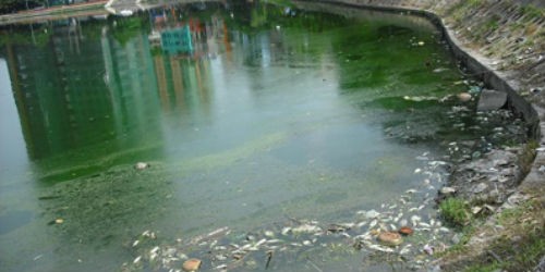 Có tới hơn 90% ao, hồ Hà Nội đang bị ô nhiễm