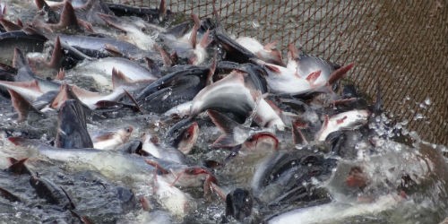 Để tránh những rào cản ở thị trường Mỹ, VASEP khuyên các doanh nghiệp xuất khẩu cá da trơn Việt Nam nhắm tới thị trường châu Á với 3 tỷ dân
