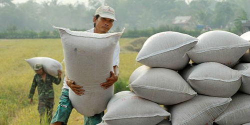 Muốn có thương hiệu cho gạo Việt, đòi hỏi khó nhất là người nông dân phải thay đổi tư duy, tập quán canh tác