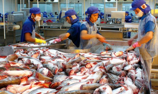 Năm 2016, đường xuất khẩu cá da trơn được dự báo sẽ rất “trơn”