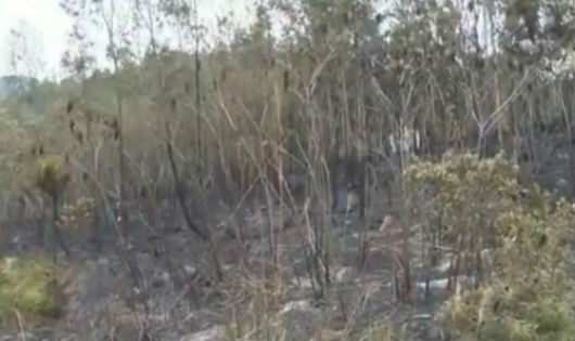 Nguyên nhân cháy 19ha rừng cần được cơ quan chức năng tỉnh Vĩnh Phúc điều tra làm rõ