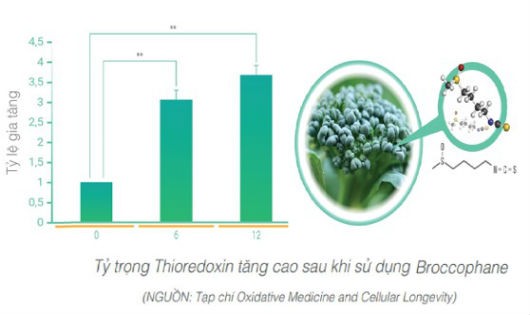 Tỷ trọng Thioredoxin tăng cao sau khi sử dụng Broccophane.