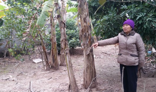 Bà Trần Thị Nụ bên diện tích đất mà gia đình không được chuyển đổi