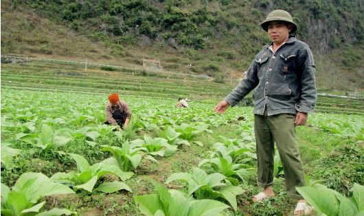 Nhiều hộ dân ở xã Phù Ngọc đã thoát nghèo nhờ cây thuốc lá