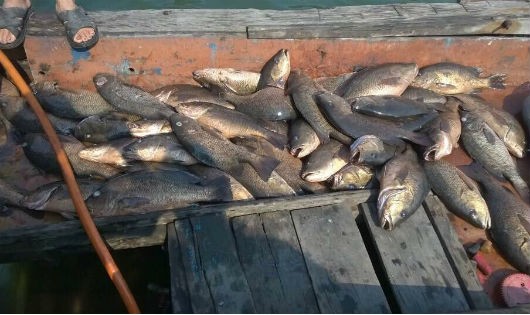 Cá chết hàng loạt tại các bè nuôi ở vùng biển Vũng Áng