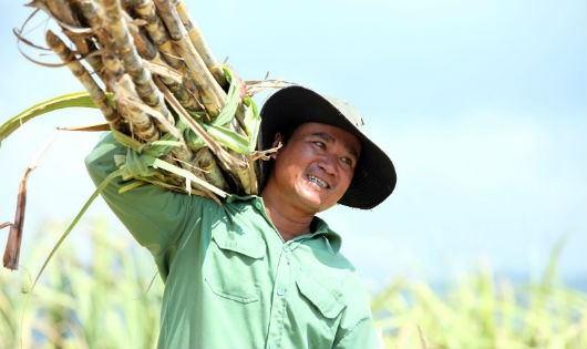Nghị định mới liệu có đem lại nụ cười cho nông dân trồng mía?