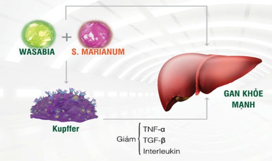 Tinh chất Wasabia và S.Marianum có trong HEWEL kiểm soát hoạt động tế bào Kupffer, làm giảm đáng kể các chất gây viêm giúp phòng, trị nhiều bệnh lý gan từ gốc
