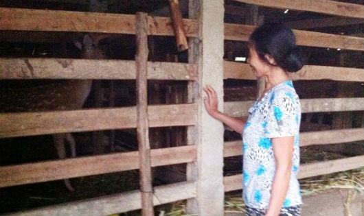 Bà Loan, vợ ông Hòa đưa phóng viên ra thăm chuồng nuôi hươu của gia đình
