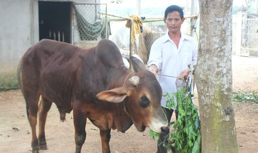 Con bê mua từ vốn hộ cận nghèo của gia đình ông Thành (xóm Nam Thung, xã Vân Diên, Nam Đàn) đã phát triển thành con bò đực đảm bảo sức cày kéo