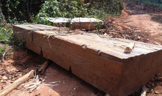 Nhiều hộp gỗ lớn nằm dọc con đường mòn dẫn lên rừng