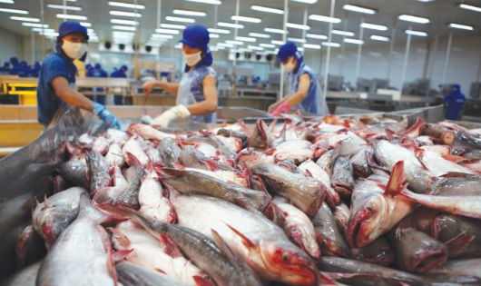 Đường xuất khẩu cá da trơn có hết “trơn” sau cuộc bỏ phiếu ở Thượng viện Mỹ?