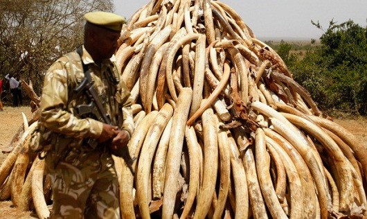 Ngà voi được chất thành đống như kim tự tháp để chuẩn bị tiêu hủy ở Kenya