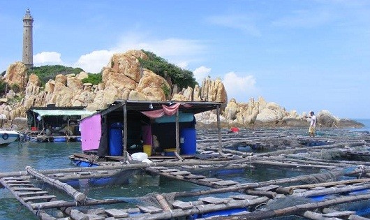 Lồng bè nuôi cá bóp của ông Nguyễn Văn Sáu và ông Nguyễn Đức Lộc bị chết hàng loạt tại Mũi Điện Kê Gà