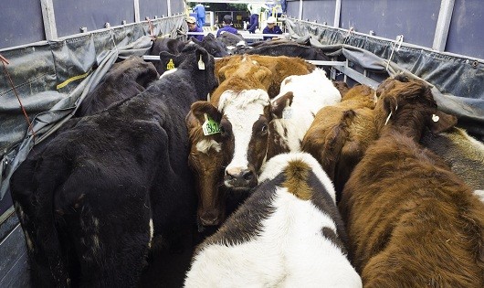 Vinamilk đưa đàn bò sữa Organic về Việt Nam