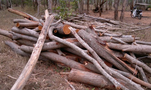 Khi khắc phục hậu quả cơn bão, ông Dũng chỉ thu gom những cây gãy đổ, không phá rừng, không có động cơ vụ lợi