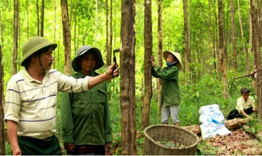 Đồng bào Vân Kiều ở xã Hướng Lập thu hoạch vỏ cây bời lời đỏ cho giá trị kinh tế cao để thoát nghèo