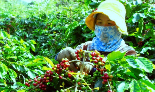 Người Vân Kiều thu hoạch cà phê