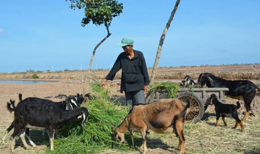 Thông qua Hội CCB, gia đình ông Nguyễn Thanh Hải ở xã Vĩnh Trạch Đông, TP Bạc Liêu được vay 20 triệu đồng vốn từ chương trình tín dụng giải quyết việc làm đầu tư nuôi dê