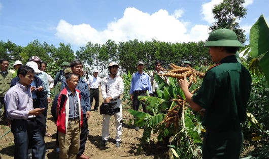 Cán bộ Đoàn KT-QP 207 hướng dẫn chuyển giao kỹ thuật trồng sắn cao sản cho bà con vùng Dự án