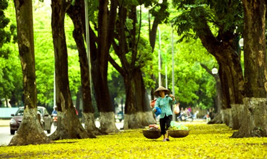 Hà Nội mùa thu với lá vàng trải dài hè phố