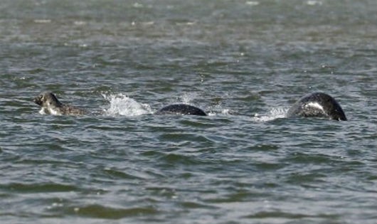 Bức ảnh rõ nét nhất về ‘quái vật hồ Loch Ness’