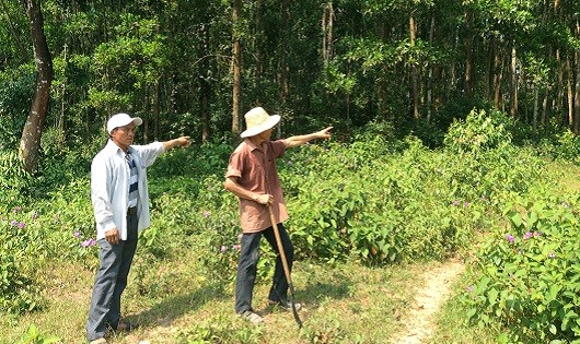 Ông Võ Hoành và ông Đoàn Kim Lịch bên khu rừng trồng