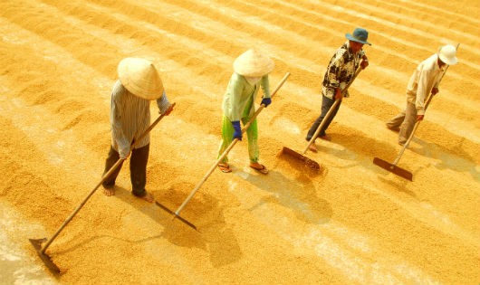 Theo WB, một số vấn đề môi trường đang ảnh hưởng xấu đến năng suất lao động, sức cạnh tranh của nông sản Việt Nam. Ảnh minh họa